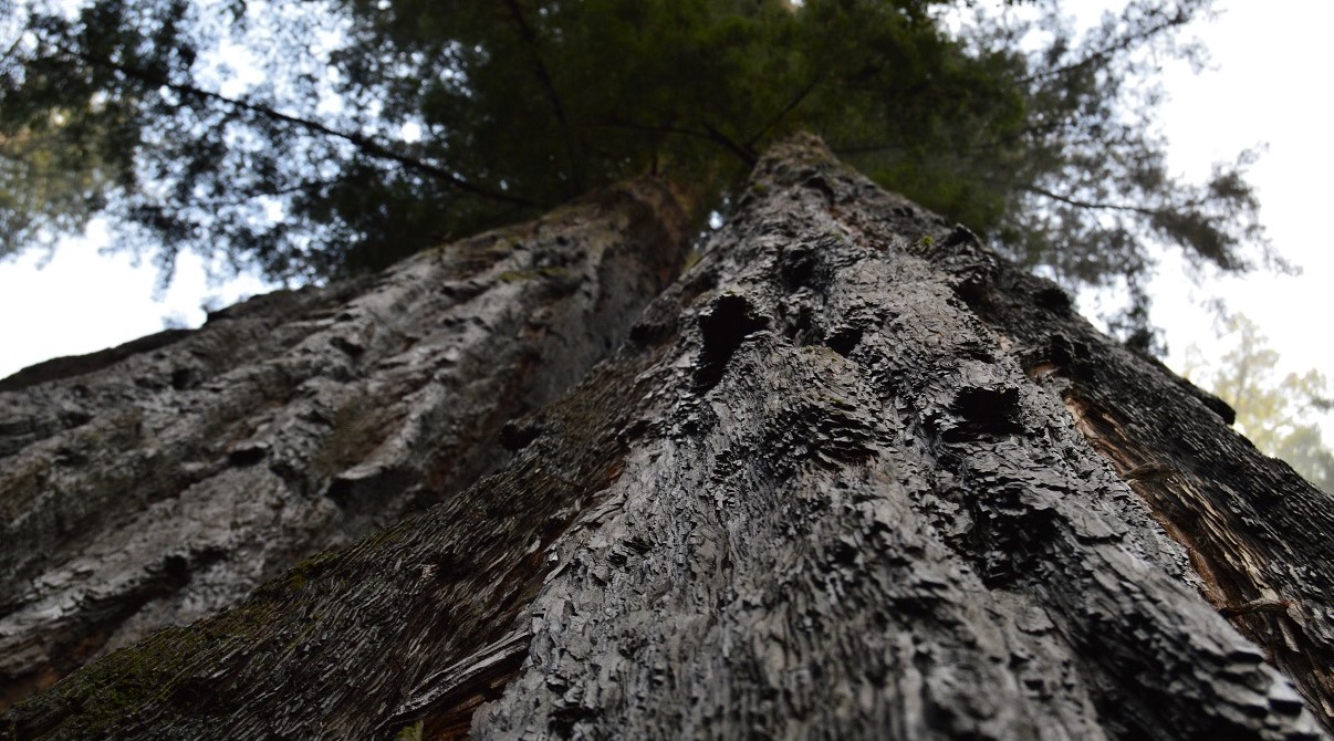 Looking up a tree can give us a different view of the world