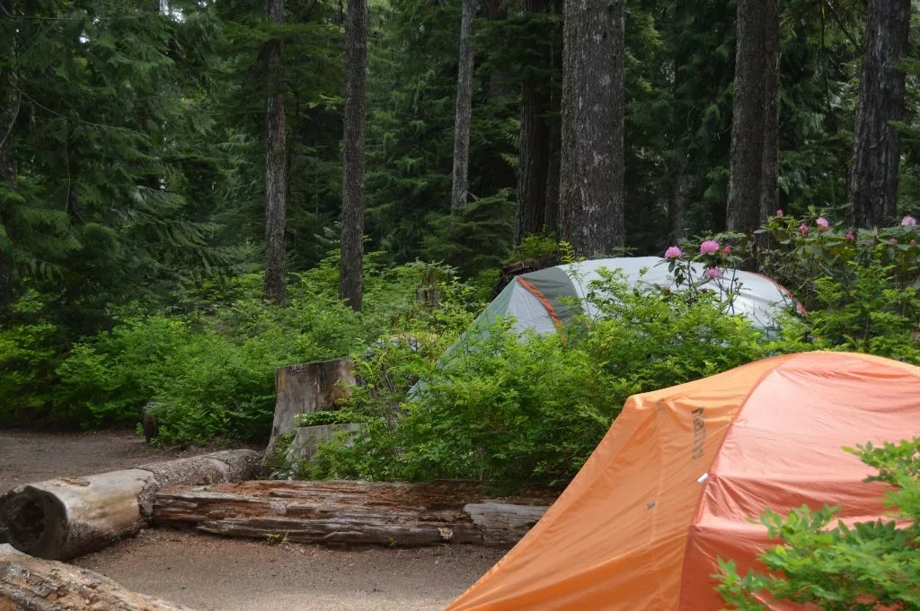 Tents set up in the lush pacific Northwest Forest for our Transformational Nature Based Journeys with Psilocybin!